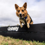 Dog jumping in the platform